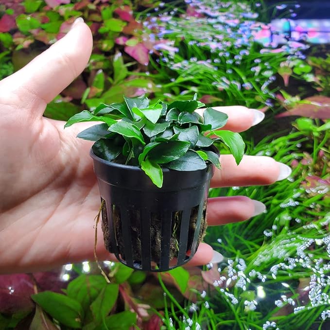 Anubias Live Aquarium Plants - Potted Freshwater Plant for Fish Tanks, Terrariums - Beginner Friendly Low Light (Nana Petite, 3 Pots)-PawvioPets