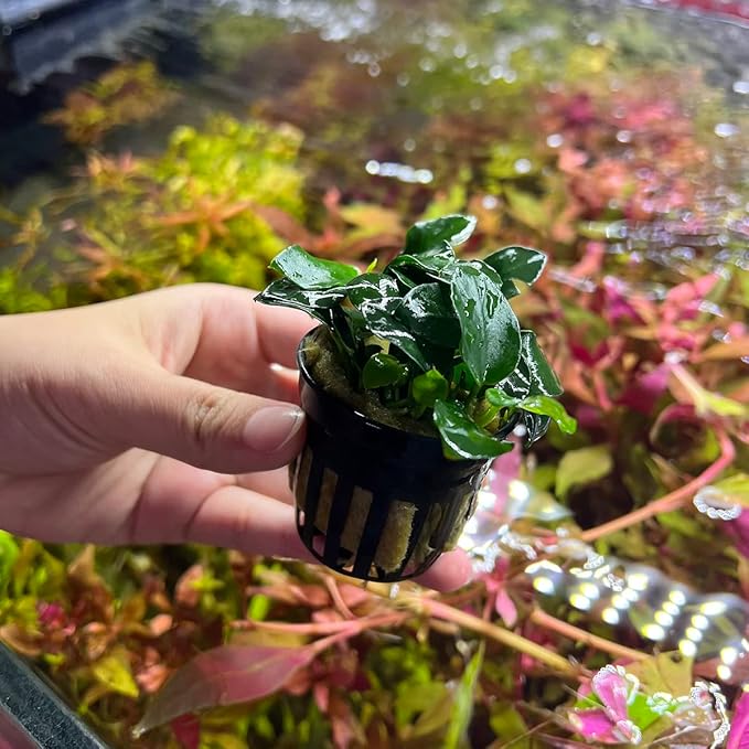 Anubias Live Aquarium Plants - Potted Freshwater Plant for Fish Tanks, Terrariums - Beginner Friendly Low Light (Barteri Petite Round, 1 Pot)-PawvioPets