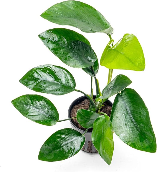 Anubias Live Aquarium Plants - Anubias Nana Tropica (Anubias barteri Nana) - Low Light Epiphytic Rhizome for Foreground to Midground Freshwater Aquascapes, Dark Green Accent - Pot-PawvioPets