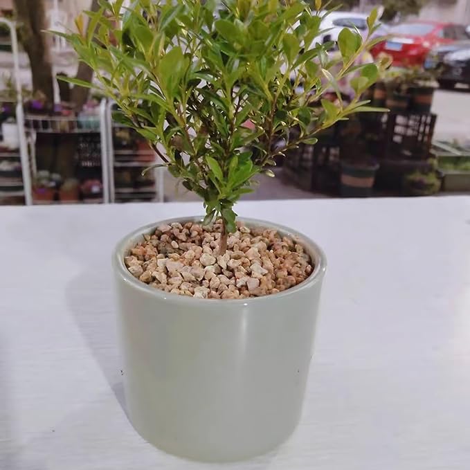 5 lbs Maifanitum Stones for Succulent,1/4 Inch Decorative Rocks for Indoor Plants, Bonsai, Soil Cover. Small Stones for Promote Soil Root Growth, Water Drainage and Plant Growth(5-8 mm)-PawvioPets