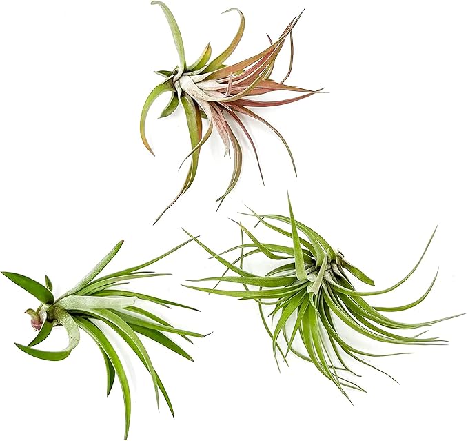 Air Plants - Tillandsia Brachycaulos Abdita, Large 4-6" - 3 ct - Live Arrival Guaranteed - House Plants for Home Decor & Gift-PawvioPets