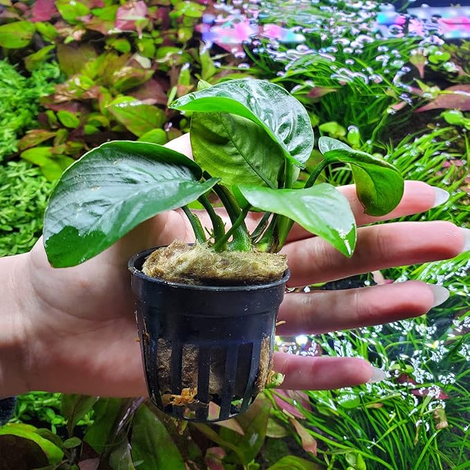 Anubias Live Aquarium Plants - Potted Freshwater Plant for Fish Tanks, Terrariums - Beginner Friendly Low Light (Barteri Butterfly, 1 Pot)-PawvioPets