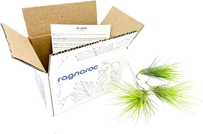 Air Plants - Tillandsia Andreana, Large 4-6" - 3ct - Live Arrival Gauranteed - House Plants for Home Decor & Gift-PawvioPets