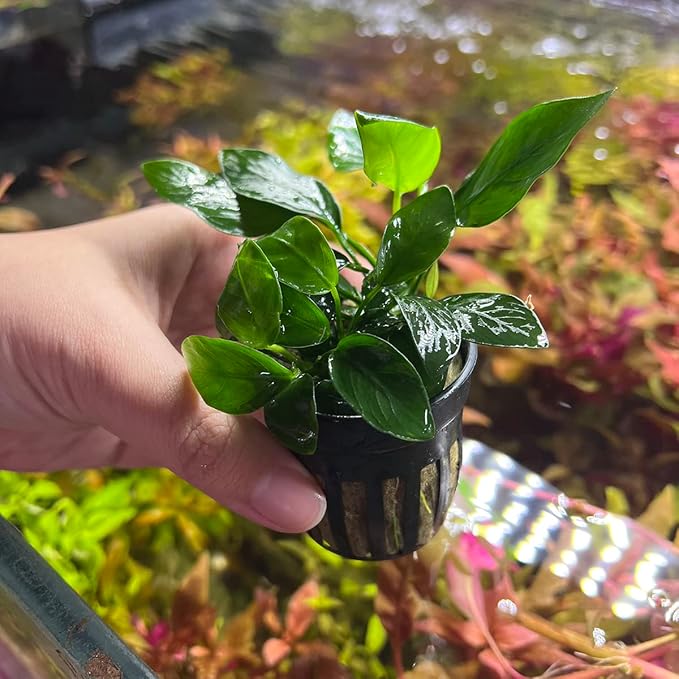 Anubias Live Aquarium Plants - Potted Freshwater Plant for Fish Tanks, Terrariums - Beginner Friendly Low Light (Spear Leaf, 3 Pots)-PawvioPets