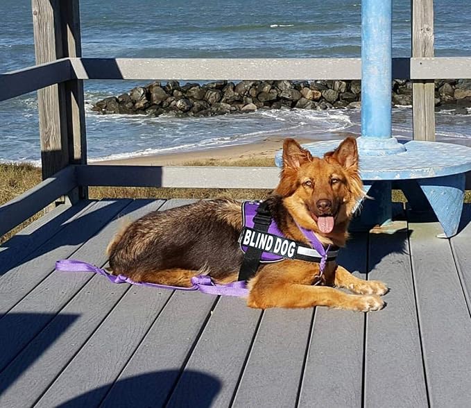 Doggie Stylz Blind Dog Harness No Pull No Escape Dog Vest for Blind Dogs Adjustable Vest with Handle Blind Dog Accessories and Patches for Training and Mobility-PawvioPets