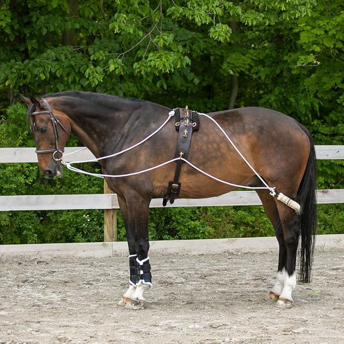 Advanced European Training System | Advanced Training Tool | Enhances Horse Carriage and Headset | Encourages Forward Movement | Strengthens Key Muscles | Not for Beginners-PawvioPets