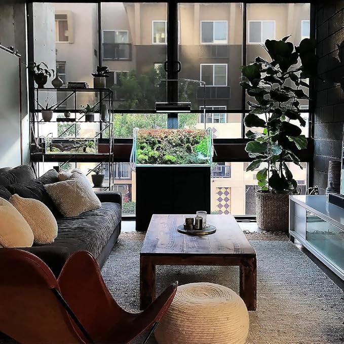 Anubias Live Aquarium Plants - Potted Freshwater Plant for Fish Tanks, Terrariums - Beginner Friendly Low Light (Hastifolia, 1 Pot)-PawvioPets