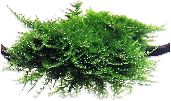 Aquarium Christmas Moss Vesicularia Portion Plant - All Natural & Organic Aquatic Plants - Absorbs Excess Nutrients - Long Lasting & Easy to Care Plants - Suitable for Summer & Winter-PawvioPets