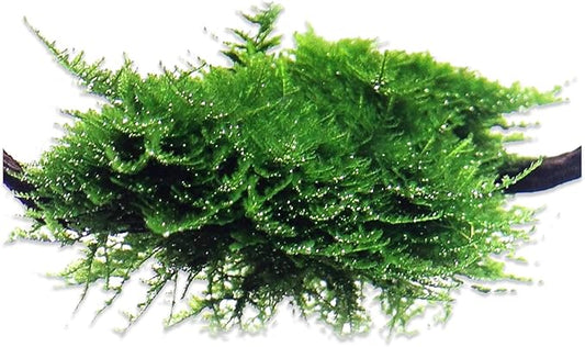 Aquarium Christmas Moss Vesicularia Portion Plant - All Natural & Organic Aquatic Plants - Absorbs Excess Nutrients - Long Lasting & Easy to Care Plants - Suitable for Summer & Winter-PawvioPets