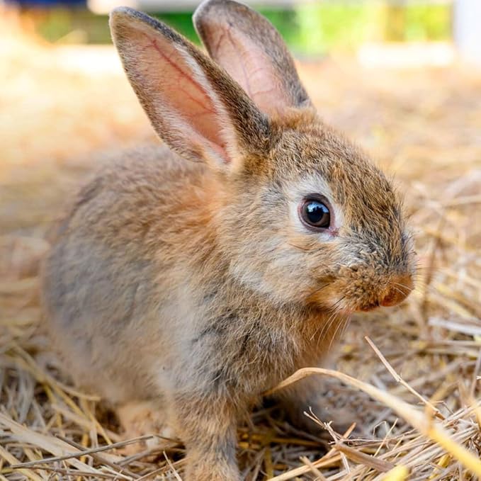 Blue Mountain Hay | Organic Bedding Straw (25 lb) | Natural Pet Bedding & Insulation for Rabbits, Guinea Pigs, Goats, Chickens, Stray & Feral Cats, and Small Animal Shelters-PawvioPets