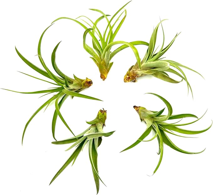 Air Plants - Tillandsia Capitata (Peach), Large 5-7” - 5 ct - Live Arrival Guaranteed - House Plants for Home Decor & Gift-PawvioPets