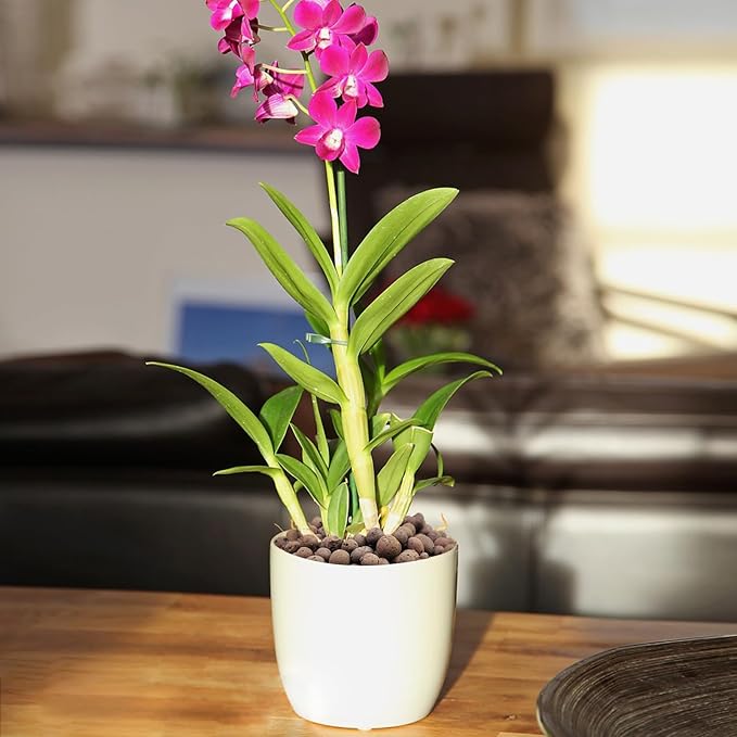 5 lbs Clay Pebbles for Plants, 8-12 mm Leca Clay Balls for Indoor Plants, Orchid Potting Mixes, Hydroponic Growing, Aquaponics, Potted Top Dressing and Drainage-PawvioPets