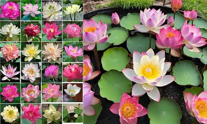 50 Sacred Lotus Seeds for Planting in Water Mixed Flower Color Pink Red White Yellow Multicolor Aquatic Nelumbo nucifera Bonsai Bowl Lotus Seed Ponds Water Feature Gardens Water Lily (50, Lotus Seed)-PawvioPets
