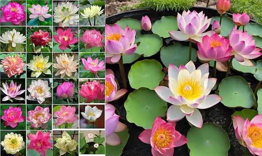 50 Sacred Lotus Seeds for Planting in Water Mixed Flower Color Pink Red White Yellow Multicolor Aquatic Nelumbo nucifera Bonsai Bowl Lotus Seed Ponds Water Feature Gardens Water Lily (50, Lotus Seed)-PawvioPets