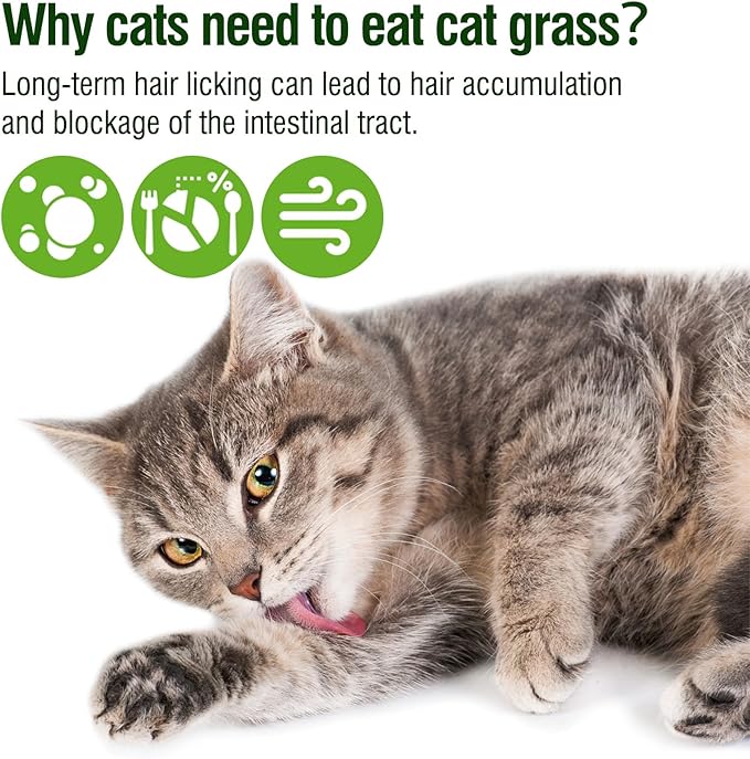 225g Cat Grass Teething Stick, Delicious Cat Treat Snack Edible Cat Chew Toy for Teeth Cleaning and Hairball Removal in Cats-PawvioPets