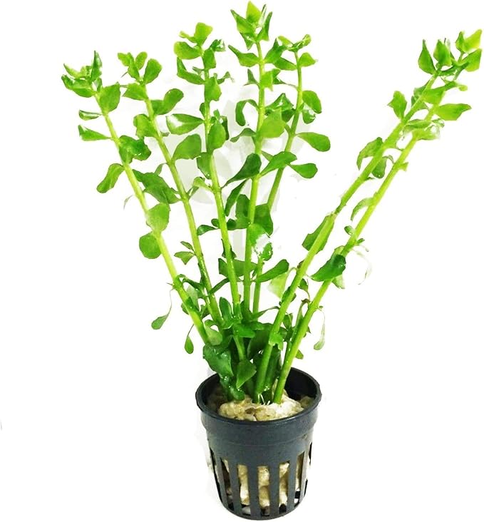 Bacopa Monnieri Moneywort Potted Live Aquarium Decorations Aquatic Plants for Fish Tank by Mainam-PawvioPets