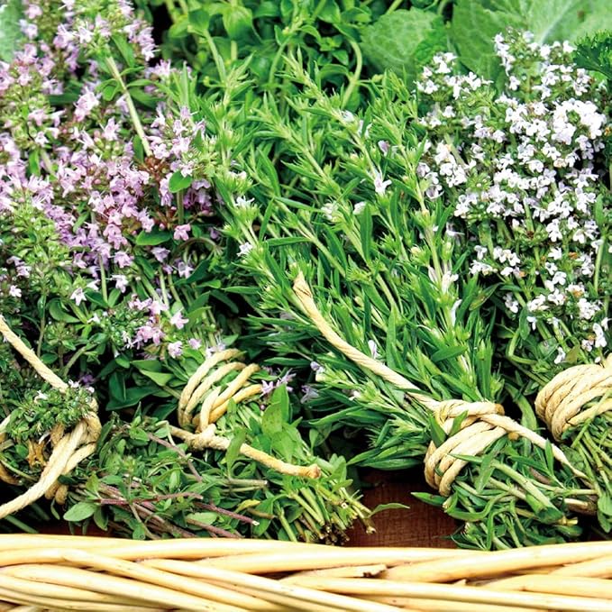 Aromatics International Lemon Thyme Hydrosol 100ml | Citrus-Herbal Aromatic Spray for Home Use-PawvioPets