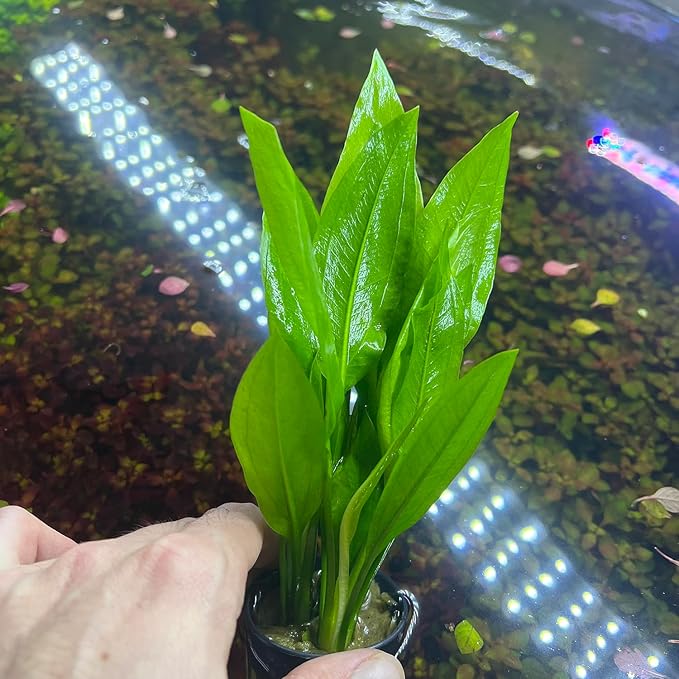 Amazon Sword Echinodorus Bleheri Live Plant for Freshwater Aquariums, Natural Fish Tank Decorations, and Aquatic Decor (5 Pots (10-15 Plants))-PawvioPets