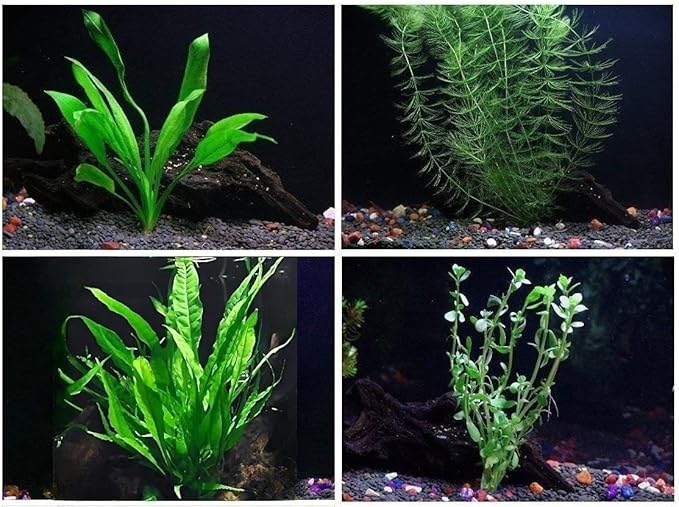 4 Species Aquarium Plants Package - Java Fern (Microsorum), Hornwort (Ceratophyllum demersum), Amazon Sword (Echinodorus), and Moneywort (Bacopa Monniery)-PawvioPets