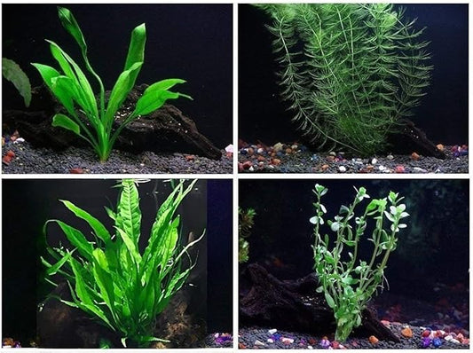 4 Species Aquarium Plants Package - Java Fern (Microsorum), Hornwort (Ceratophyllum demersum), Amazon Sword (Echinodorus), and Moneywort (Bacopa Monniery)-PawvioPets