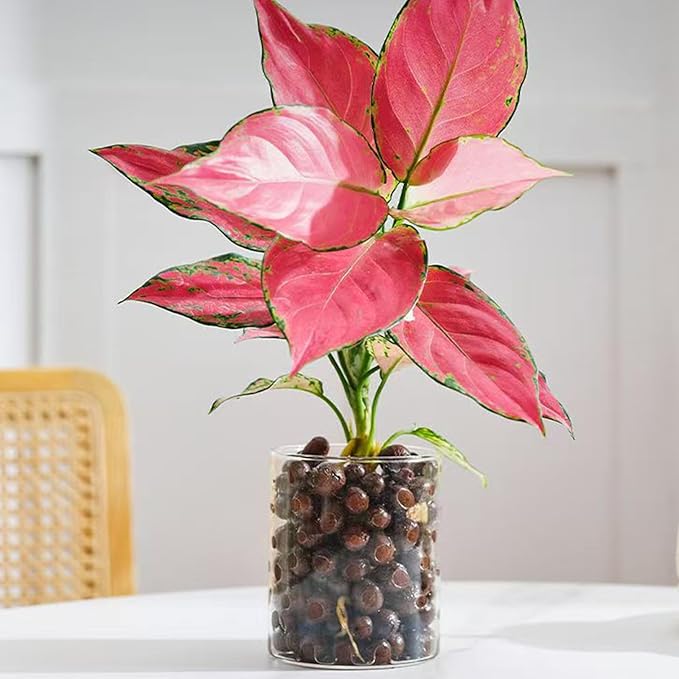 2 lbs Clay Pebbles for Plants, 8-12 mm Leca Clay Balls for Indoor Plants, Orchid Potting Mixes, Hydroponic Growing, Aquaponics, Potted Top Dressing and Drainage-PawvioPets