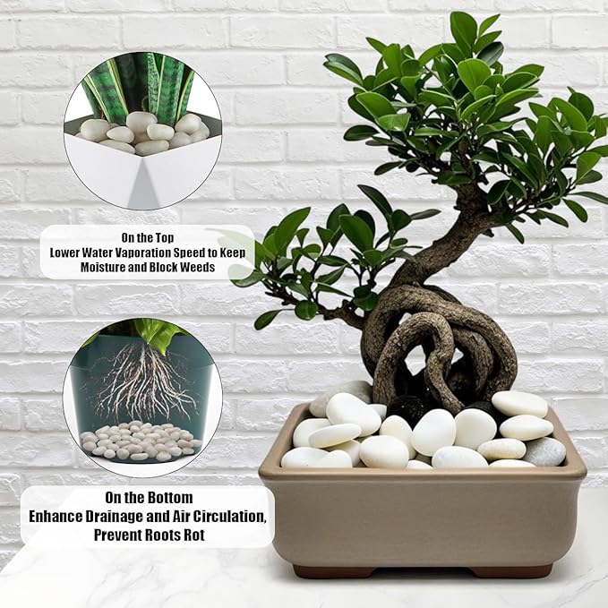 5 Lbs River Rocks for Plants,0.4-1.2 Inch Decorative Ornamental Pebbels, High Polished Stones for Garden Landscaping, Smooth Gravel Filler for Outdoor Plants, Succulents, Fish Tank and Vases, White-PawvioPets