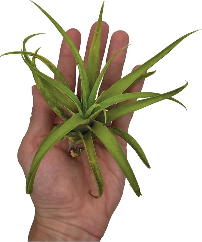 Air Plants - Tillandsia Capitata (Peach), Large 5-7” - 5 ct - Live Arrival Guaranteed - House Plants for Home Decor & Gift-PawvioPets