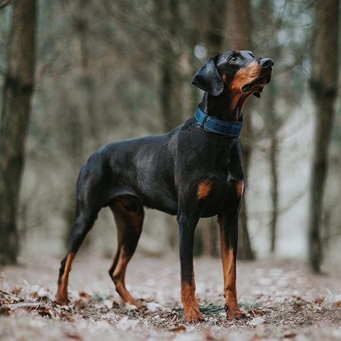 Fida Heavy Duty Dog Collar 1.5” Width, Ultra Soft Neoprene Padded, Adjustable Reflective Nylon Pet Collar with Two Metal Pin Belt Buckle for Extra-Large Breeds (XL, Blue)-PawvioPets