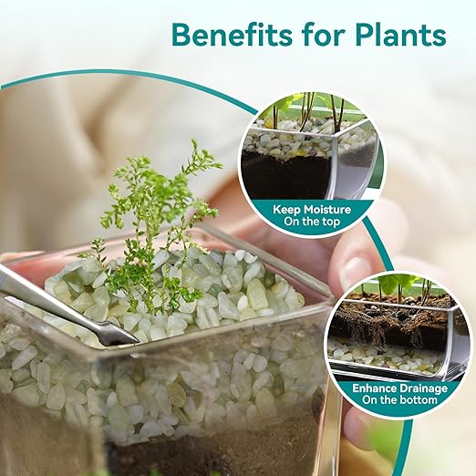 2.5 lbs Jade Pebbles for Indoor Plants, 1/5 Inch Succulent and Cactus Pebbles, Decorative Gravel for Vases, Bamboo,Terrarium, Crafts, Cactus-PawvioPets