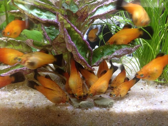 Aquatic Foods Inc. Wafers 3.5mm - 1/8" Intense Color Enhancing Sinking Micro Wafers for All Tropical Fish, Cichlids, Catfish, Plecos, All Bottom Fish, Shrimp, Snails, Crabs, …11oz Small Jar-PawvioPets