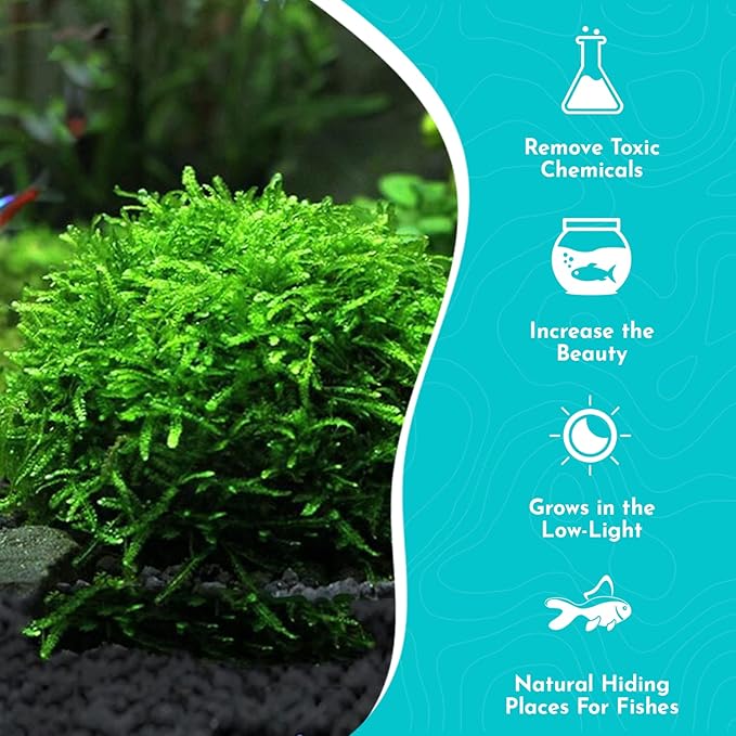 Aquarium Christmas Moss Vesicularia Portion Plant - All Natural & Organic Aquatic Plants - Absorbs Excess Nutrients - Long Lasting & Easy to Care Plants - Suitable for Summer & Winter-PawvioPets