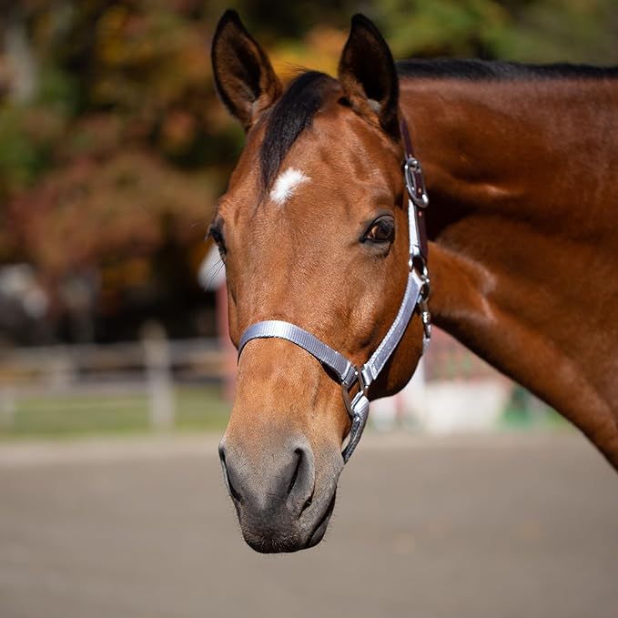 Equinavia Loki Adjustable Breakaway Horse Halter - Silver Sconce Gray - Cob-PawvioPets