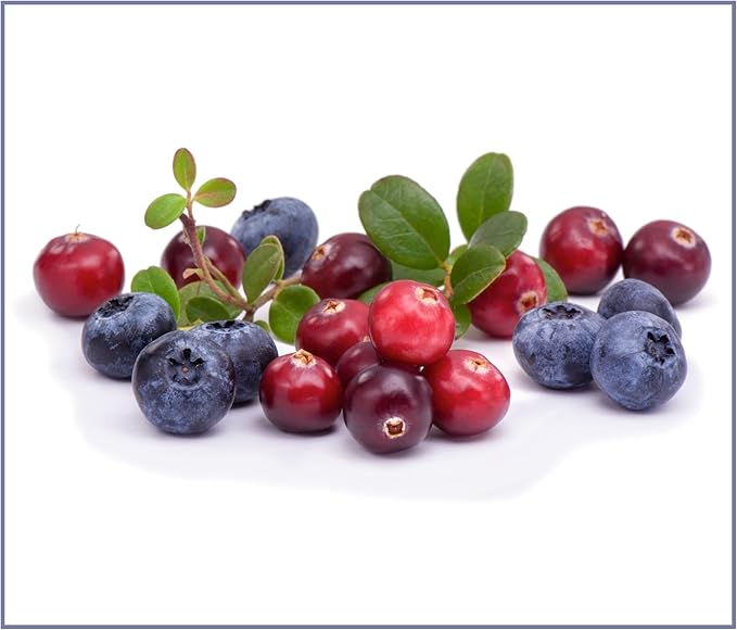 Bench & Field Holistic Natural Chicken Liver & Triple Berry Dog Treats | Crunchy Bone-Shaped Bites | Antioxidant Blend, 10-Ounce Bottle-PawvioPets