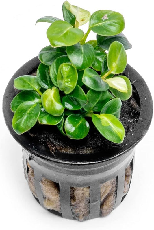 Anubias Live Aquarium Plants - Potted Freshwater Plant for Fish Tanks, Terrariums - Beginner Friendly Low Light (Stardust Mini, 1 Pot)-PawvioPets