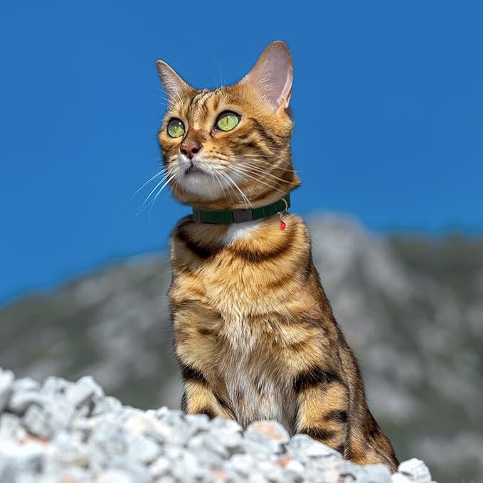 Breakaway Cat Collar Leather with Removable Bell - 13 Colors Available - Soft Adjustable Girl Boy Safety Lightweight Pet Kitten Collars Pink Brown Blue Green Red Orange Black (Emerald)-PawvioPets