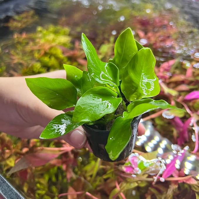 Anubias Live Aquarium Plants - Potted Freshwater Plant for Fish Tanks, Terrariums - Beginner Friendly Low Light (Nana Golden, 3 Pots)-PawvioPets