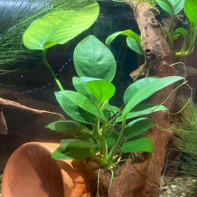 4X Anubias Nana Petite Potted Aquarium Live Plant for Fish Tank Decoration-PawvioPets