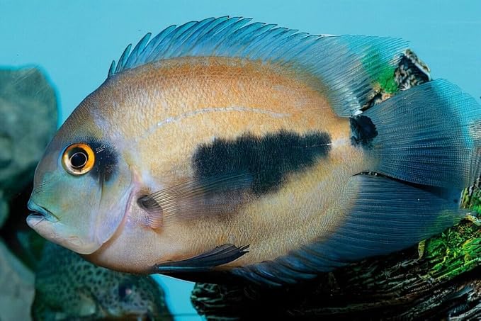 Aquatic Foods Inc. Brine Shrimp Flakes for Freshwater Cichlids, Angels, Tetras, Guppies, Marine Tangs, Butterflies, Angelfish, Anthias, Clown Fish. WL…1/2-lb Foil Pouch Bag-PawvioPets