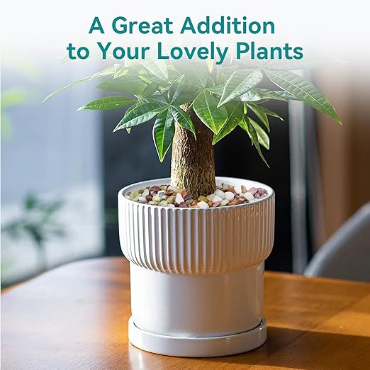 2.5lbs Pebbles for Indoor Plants, 3/8 Inch Small Rocks for Potted Plants, Succulents, Vase Fillers, Cactus Planters, Bird Bath, Fountain, Outdoor Garden Landscaping-PawvioPets