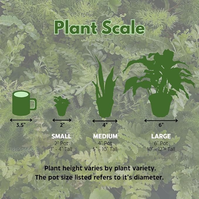 BubbleBlooms Aglaonema Assortment 2 inch Set of 4-PawvioPets