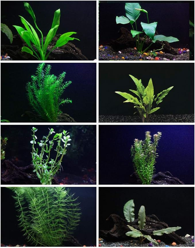 30+ Stems - 8 Species - - Anacharis, Amazon, Rotala, Ludwigia and More!-PawvioPets