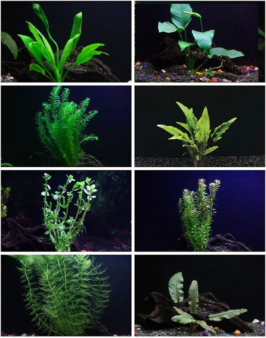 30+ Stems - 8 Species - - Anacharis, Amazon, Rotala, Ludwigia and More!-PawvioPets