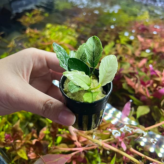 Anubias Live Aquarium Plants - Potted Freshwater Plant for Fish Tanks, Terrariums - Beginner Friendly Low Light (Nana Pinto, 1 Pot)-PawvioPets