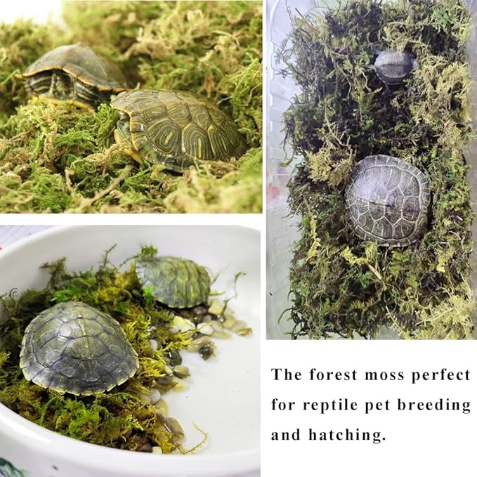 5L Forest Moss for Hamster Syrian Gerbils Bedding, Natural Moss Perfect for Potted Plants, Terrariums, Reptile Tanks and Live Creature Projects-PawvioPets