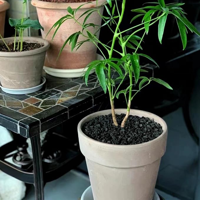 5 lbs Black Lava Rocks for Plants,1/4 Inch Crush Volcanic Rock Pumice Soil Additive for Succulent Aquarium Cactus Bonsai Fire Pits and Garden Landscaping-PawvioPets