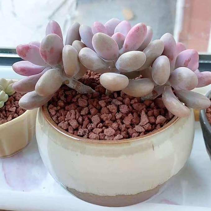 5 lbs Red Lava Rocks for Plants,1/4 Inch Crush Volcanic Rock Gravel Potting Mix for Succulent Cactus Bonsai Aquarium Fire Pits and Garden Landscaping-PawvioPets