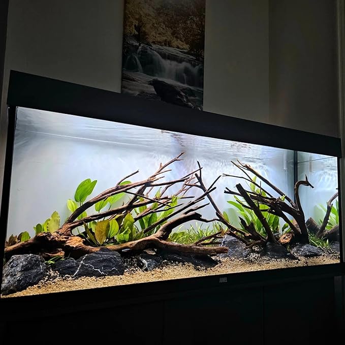 Amazon Sword Echinodorus Bleheri Live Plant for Freshwater Aquariums, Natural Fish Tank Decorations, and Aquatic Decor (3 Pots (6-9 Plants))-PawvioPets