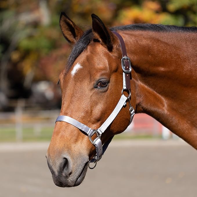 Equinavia Loki Adjustable Breakaway Horse Halter - Silver Sconce Gray - Warmblood-PawvioPets