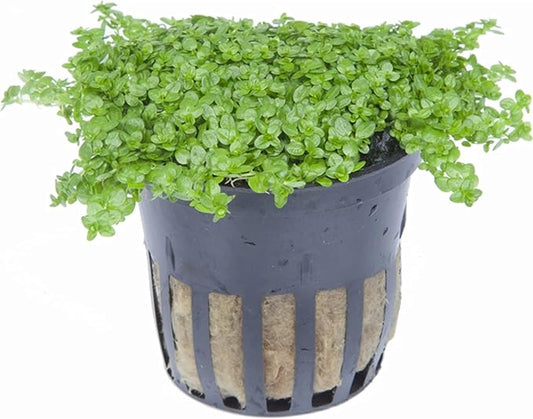 Foreground Potted Live Aquarium Plants | Freshwater Aquatic Plants for Aquariums (Potted Dwarf Baby Tears, 3 Pack)-PawvioPets