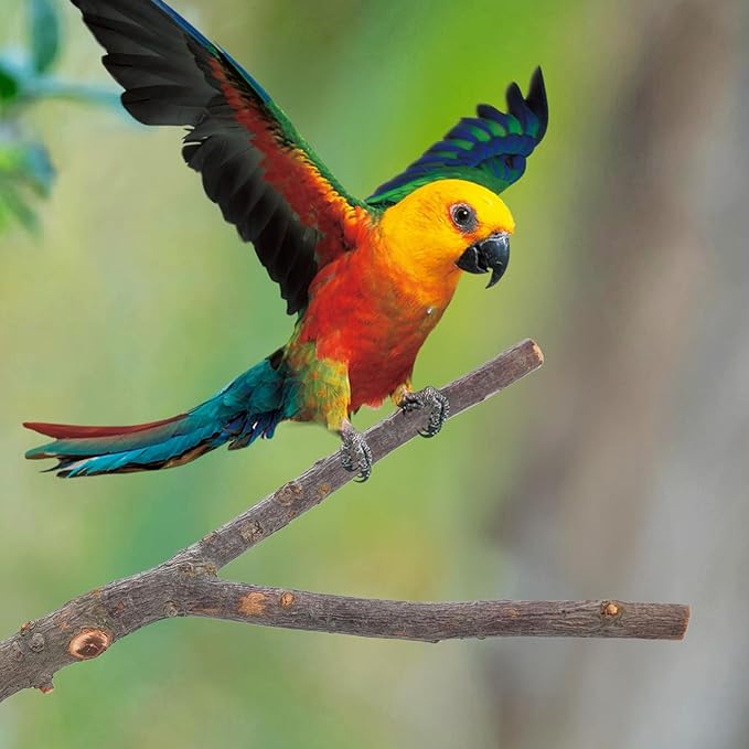 Bird Perch Stand, Pole Standing Natural Wood Bird Perch Set 7PCS Paw Grinding Fork Parrot Cage Branch with Rope Cage Accessories Toys for Parakeets, Cockatiels, Conure, Budgies-PawvioPets